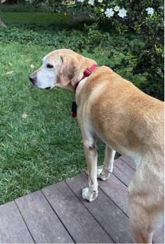 Obi -  Labrador Retriever Dog Available for Adoption - Obi | PetCurious