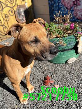 Rescue Pit Bull Terrier Dogs for Adoption in Wilkes-barre, Pennsylvania - Scooby | PetCurious