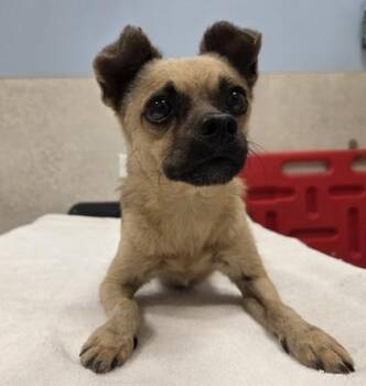 Juan Pedro -  Chihuahua and Terrier Dog for Adoption in Honolulu, Hawaii - Juan Pedro | PetCurious