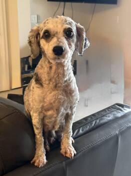 Sadie -  Poodle Dog for Adoption in Alafaya, Florida - Sadie | PetCurious
