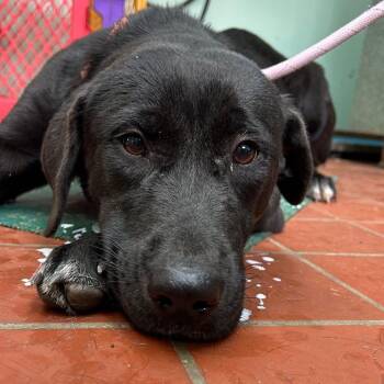 Rescue Black Labrador Retriever Dogs for Adoption in Oswego, Illinois - Foster CLOVE! | PetCurious