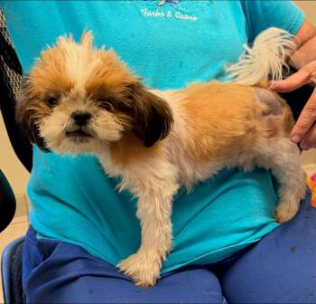 Theo -  Shih Tzu Dog for Adoption in Chesapeake City, Maryland - Theo | PetCurious