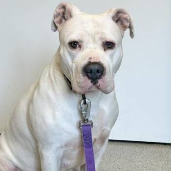Izzy -  Mixed Breed Dog for Adoption in Lansing, Michigan - Izzy | PetCurious