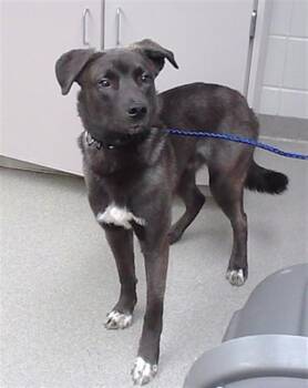 EAGLE -  German Shepherd Dog and Mixed Breed Dog for Adoption in Omaha, Nebraska - EAGLE | PetCurious