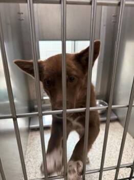 Mixed Breed Dogs Available for Adoption in Memphis, Tennessee - Foxxie | PetCurious