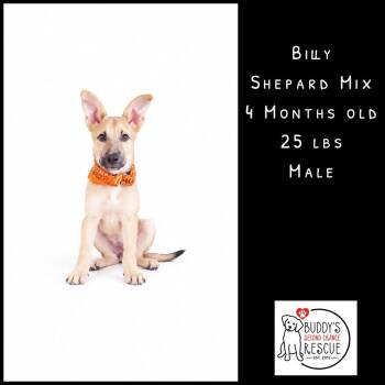 Billy -  Shepherd Dog for Adoption - Billy | PetCurious