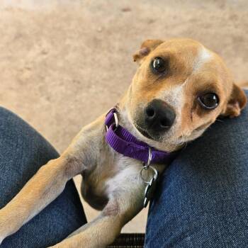 Chihuahua Dogs Available for Adoption in Boerne, Texas - Splash | PetCurious