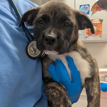 Antigone -  Pit Bull Terrier and German Shepherd Dog Dog for Adoption in Indianapolis, Indiana - Antigone | PetCurious