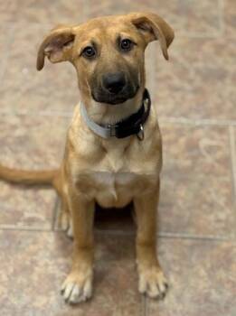 Anatolian Shepherd Dogs Available for Adoption - Kailei | PetCurious