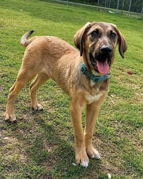 Shepherd Dogs Available for Adoption in Princeton, Massachusetts - Plum | PetCurious