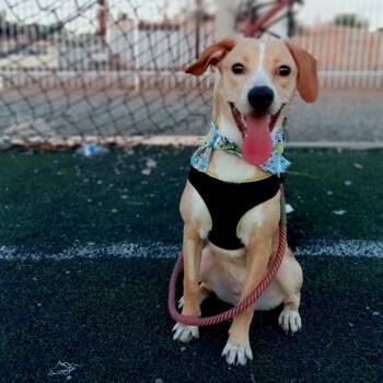 Rescue Labrador Retriever Dogs for Adoption in San Diego, California - Eliam | PetCurious