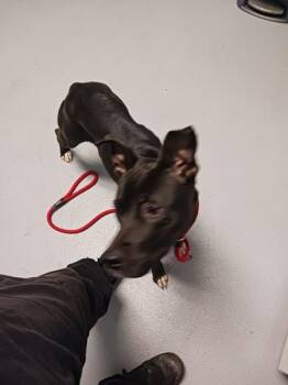 Labrador Retriever Dogs Available for Adoption in Lawrenceville, Georgia - Pen 144 Mandy | PetCurious