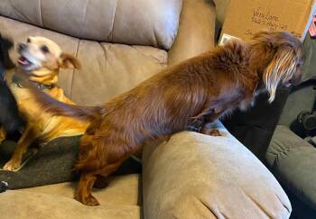 Dachshund Dogs Available for Adoption in Boonton, New Jersey - Rexx Doxy TX | PetCurious