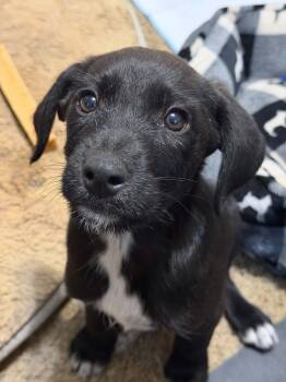Lady -  Australian Shepherd and Brussels Griffon Dog for Adoption in Boise, Idaho - Lady | PetCurious