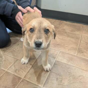 Mixed Breed Dogs Available for Adoption - Bunny | PetCurious