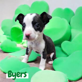 Boxer Dogs Available for Adoption - Byers | PetCurious