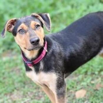 Retriever and Hound Dogs Available for Adoption - Zoey (Houston Pups) | PetCurious