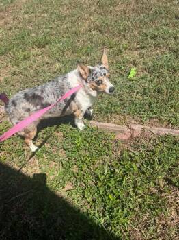 Chunky Monkey -  Corgi Dog for Adoption in Deltona, Florida - Chunky Monkey | PetCurious