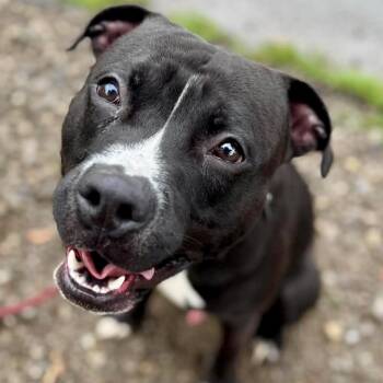 Mr. Bombastic -  Pit Bull Terrier Dog for Adoption in Buffalo, New York - Mr. Bombastic | PetCurious