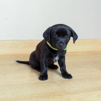 Grenada D71563 -  Labrador Retriever Dog for Adoption in Minnetonka, Minnesota - Grenada D71563 | PetCurious