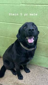 Black Labrador Retriever Dogs Available for Adoption in Fort Payne, Alabama - Stein | PetCurious