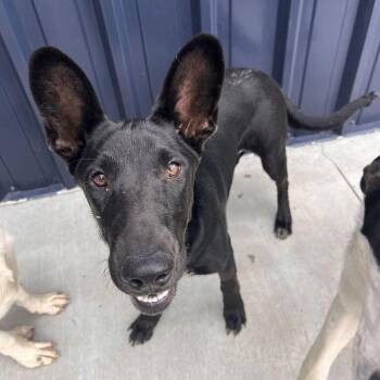 Midnight -  Cattle Dog Dog for Adoption in Chicago, Illinois - Midnight | PetCurious