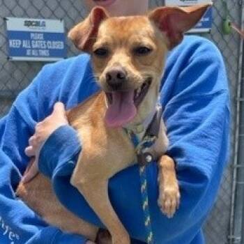 Rescue Chihuahua Dogs for Adoption in Hawthorne, California - Liam | PetCurious