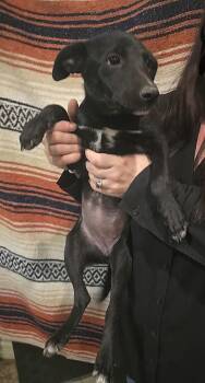 Chili -  Labrador Retriever Dog for Adoption in Silsbee, Texas - Chili | PetCurious