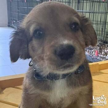 Spaniel Dogs Available for Adoption in Washington, District Of Columbia - Chester | PetCurious