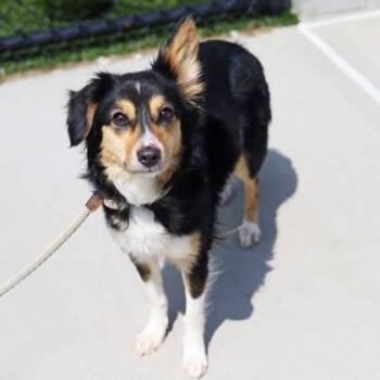 Australian Shepherd and Cardigan Welsh Corgi Dogs Available for Adoption in Atlanta, Georgia - Roxxy | PetCurious