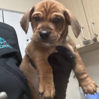 Vision -  Chihuahua and Dachshund Dog for Adoption in Lakeland, Florida - Vision | PetCurious
