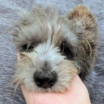 Terrier and Mixed Breed Dogs Available for Adoption in Houston, Texas - Xena | PetCurious
