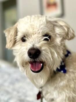 Pierre Jacques -  Poodle and Terrier Dog for Adoption in Pittsburg, California - Pierre Jacques | PetCurious