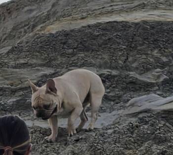 Stitch -  French Bulldog Dog Available for Adoption in Cody, Wyoming - Stitch | PetCurious