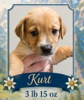 Kurt -  Dachshund Dog for Adoption in Mesa, Arizona - Kurt | PetCurious