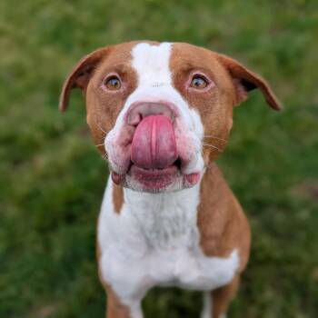 Obi -  Pit Bull Terrier Dog for Adoption in Cedar Rapids, Iowa - Obi | PetCurious
