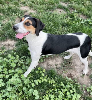Rescue Mixed Breed Dogs for Adoption in Emmett, Idaho - Maggie | PetCurious