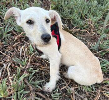 BETO -  Miniature Schnauzer Dog for Adoption in Bell Gardens, California - BETO | PetCurious