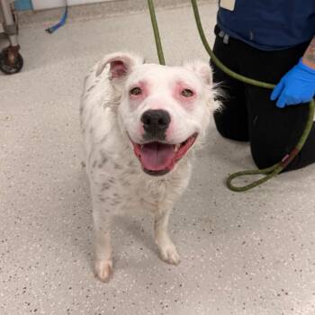 Sprinkle -  Pit Bull Terrier and Australian Shepherd Dog for Adoption in Indianapolis, Indiana - Sprinkle | PetCurious