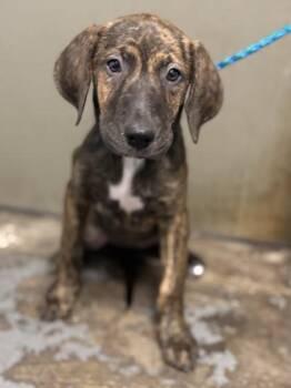 Ms. Scarlett -  German Shepherd Dog Dog for Adoption in Red Bluff, California - Ms. Scarlett | PetCurious