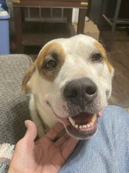 Rescue Basenji and Husky Dogs for Adoption in Paradise, Texas - Shep | PetCurious