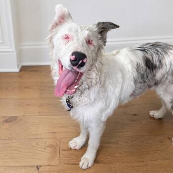 Amelia -  Australian Shepherd Dog for Adoption in Sonoma, California - Amelia | PetCurious