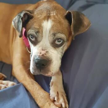 Bootsy -  Boxer Dog for Adoption in South Riding, Virginia - Bootsy | PetCurious