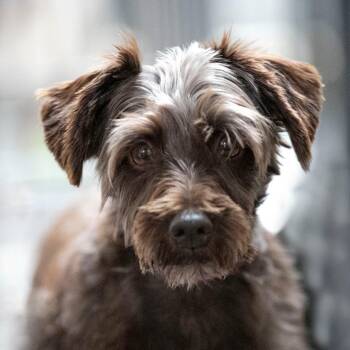 Vala (AG26-114) -  Miniature Schnauzer Dog for Adoption in Peyton, Colorado - Vala (AG26-114) | PetCurious