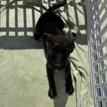 Squirt -  German Shepherd Dog Dog for Adoption in Birmingham, Alabama - Squirt | PetCurious