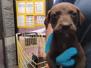 Labrador Retriever and Mixed Breed Dogs Available for Adoption in Tulsa, Oklahoma - CONNECT4 | PetCurious