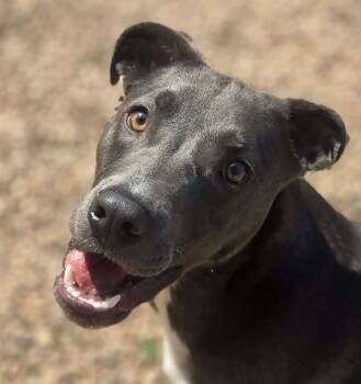 Nemo -  Labrador Retriever Dog for Adoption in Canon City, Colorado - Nemo | PetCurious