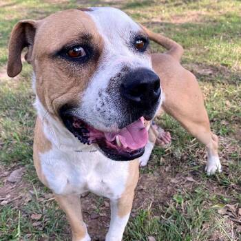 American Bulldog and American Staffordshire Terrier Dogs Available for Adoption in Austin, Texas - Tank NM | PetCurious