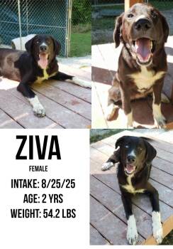 Rescue Black Labrador Retriever Dogs for Adoption in Staffordsville, Kentucky - Ziva | PetCurious
