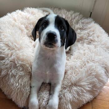 Alice -  Border Collie and Hound Dog for Adoption in Logan, Utah - Alice | PetCurious